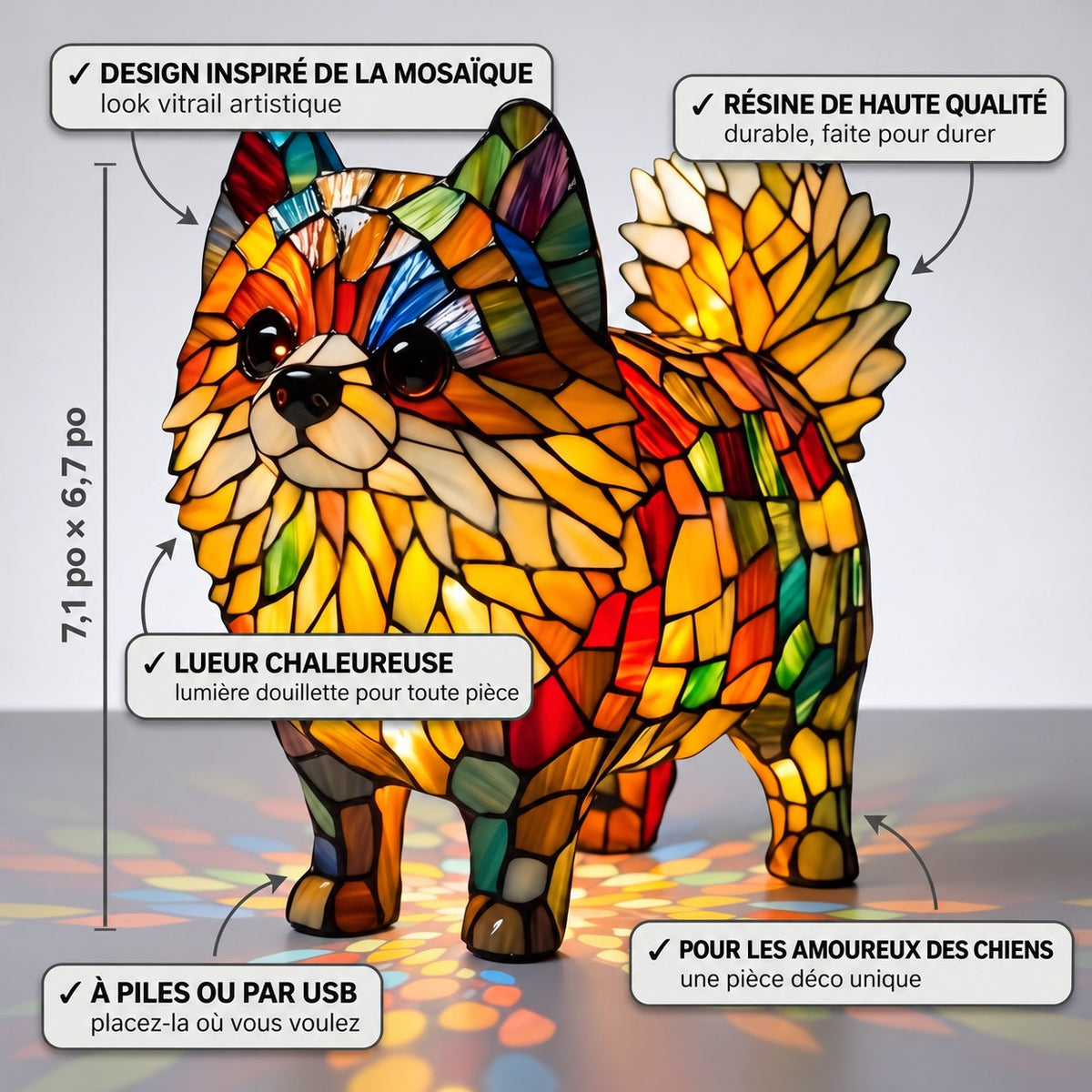 Spitz nain vibrant – image 3